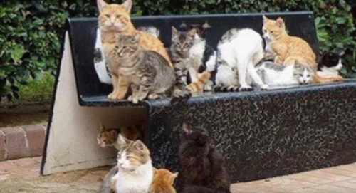 ベンチの上に複数の猫
