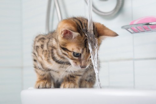 流れる水を飲む猫