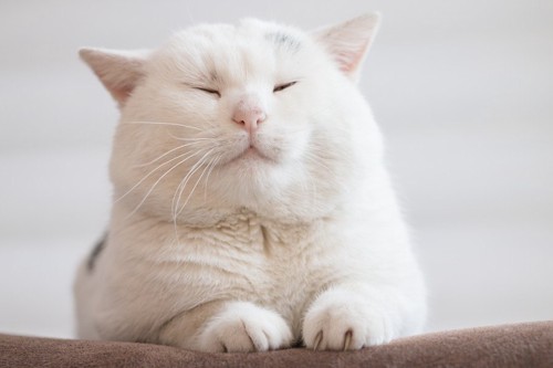 目をつぶる白猫