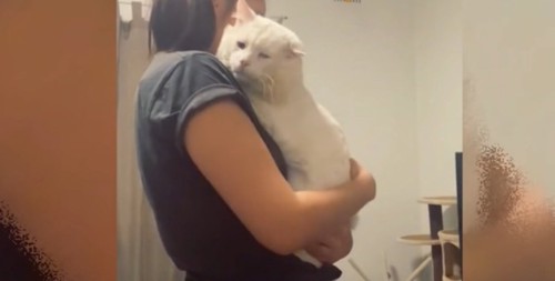女性に抱っこされる白猫