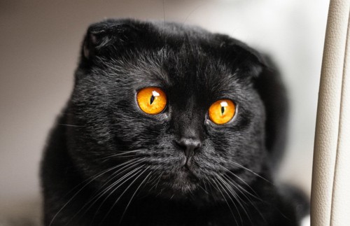 猫の目イメージ