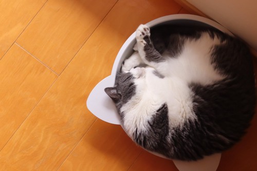 丸い容器の中で寝る猫