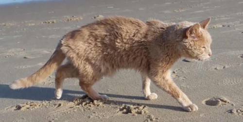 ビーチを散歩する猫