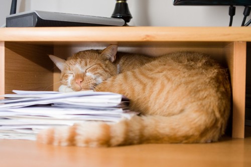 棚にある書類で眠る猫