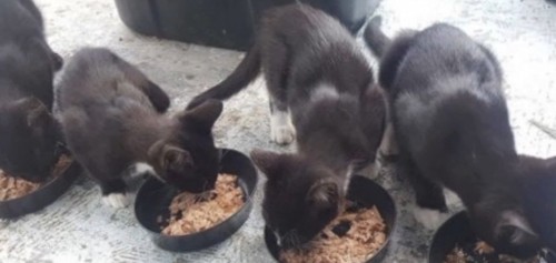 エサを食べる子猫たち