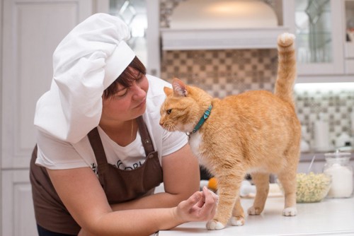 キッチンに居る猫と女性