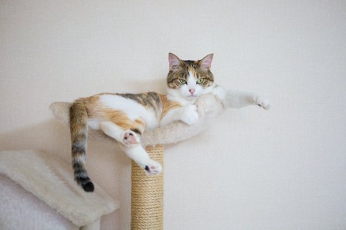 キャットタワーの上で横たわる猫