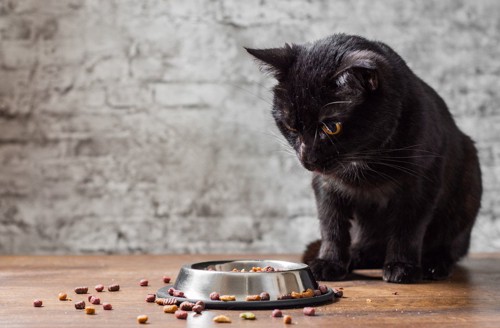 食器からこぼれた餌を見ている猫