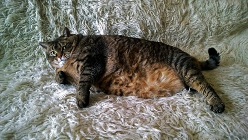 横になってる太った猫
