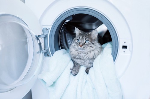 洗濯機の中の猫
