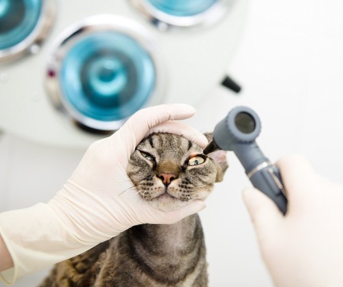 目の検査を受ける猫