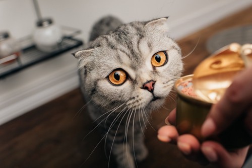 缶詰を見る猫