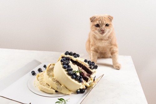 ケーキを倒した猫
