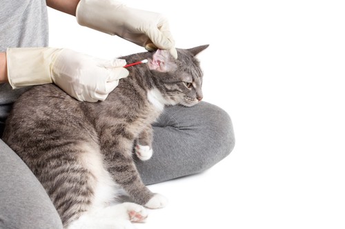 綿棒で耳掃除をされている猫