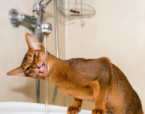 水道から水を飲む猫