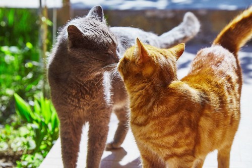 屋外で鼻チューをする2匹の猫