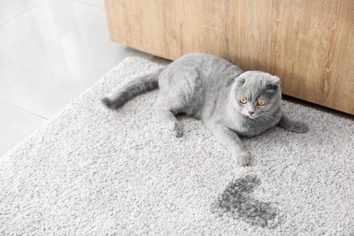 猫とカーペットの上のシミ