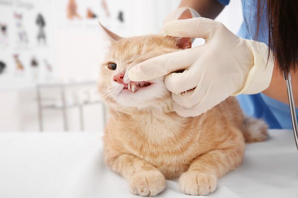歯を診察してもらう猫