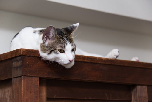 棚の上から観察している猫