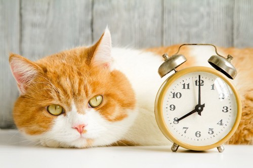 時計と猫