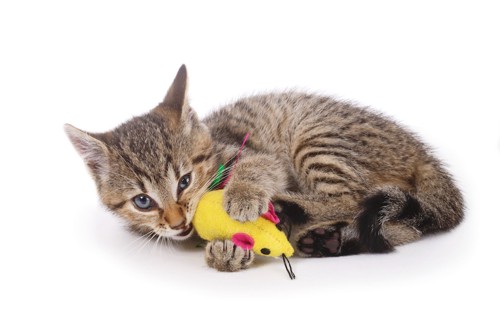 ねずみのおもちゃを噛む猫