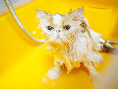 お風呂上がりの猫
