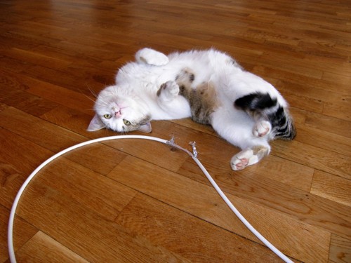 仰向けになる猫と破れた電源コード