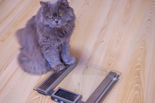 猫と体重計