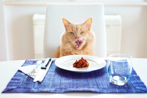 ご飯の前に座る猫