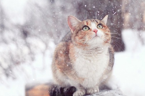 降る雪を見上げる猫