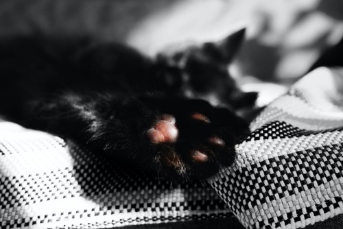 黒い被毛にピンクの肉球の猫