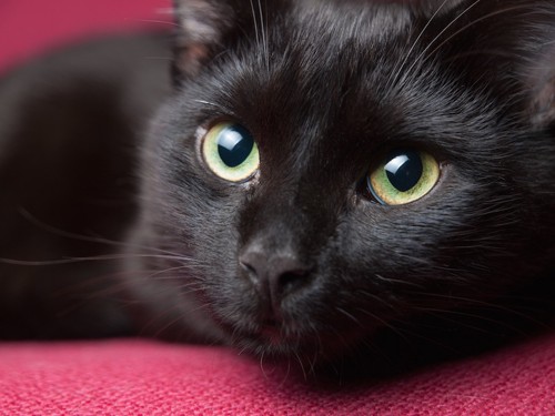 大きな瞳の黒猫アップ