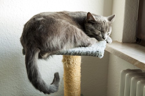 キャットタワーの上で眠る猫