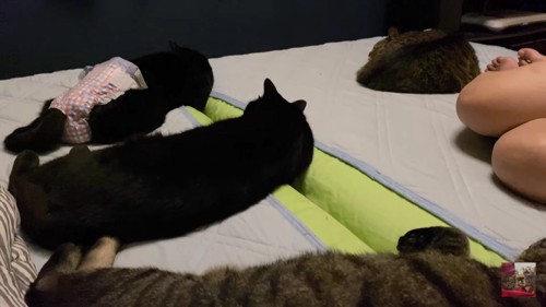 眠る猫、手前に3匹、奥に1匹