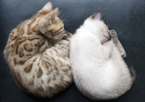 丸くなって眠る二匹の猫