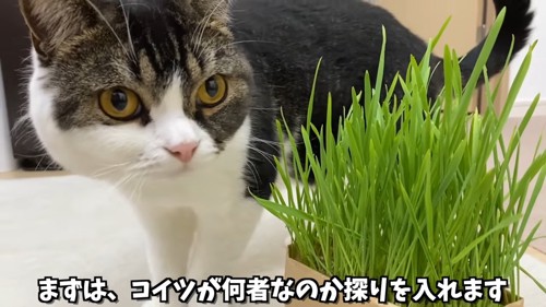 猫草と立ち耳の猫