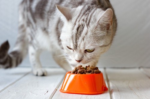 オレンジ色のボウルに入っているフードを食べる猫