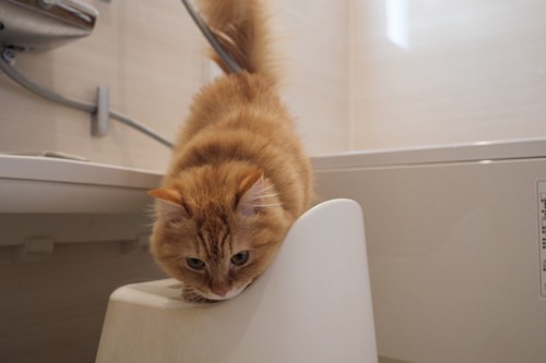 お風呂で探検をする猫