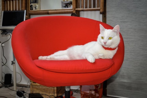 赤いオシャレな椅子でくつろぐ白猫