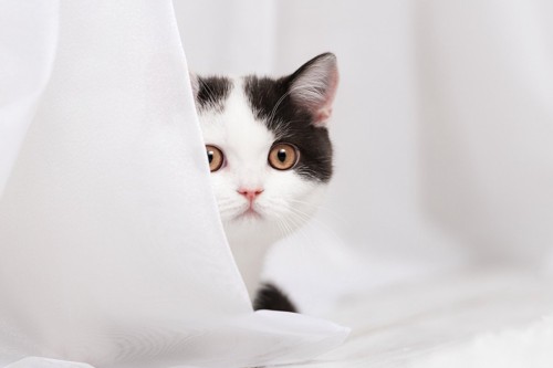カーテンに隠れて様子を伺う猫