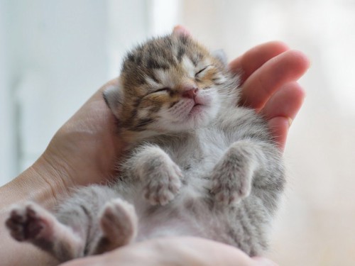 手のひらで眠る子猫