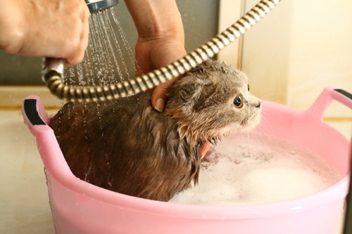 シャワーを浴びる子猫