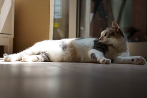 後ろ足に太陽の光が当たっている寝そべる猫