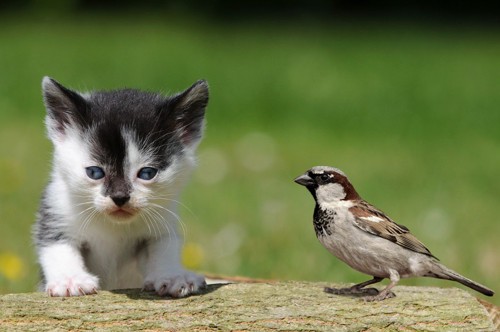 小鳥と子猫