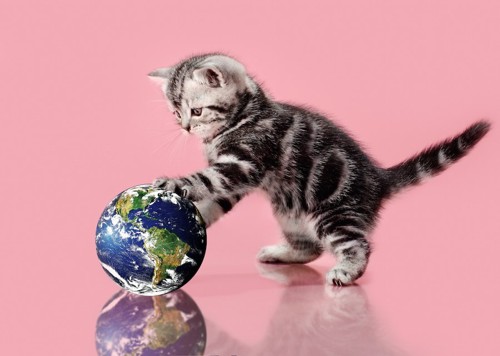 地球儀のボールで遊ぶ子猫