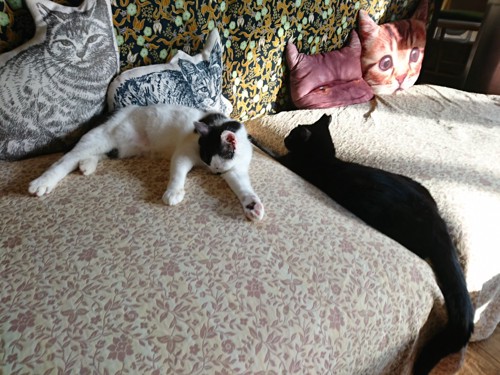 ソファでくつろぐ猫たち