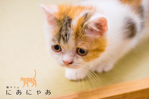 梅田の猫カフェ「SAVE CAT CAFE」の猫さん