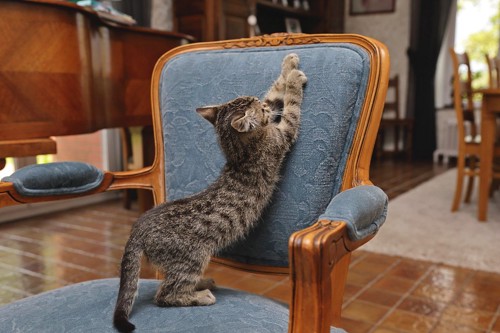 椅子に爪とぎをする猫