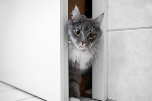 ドアをすり抜ける猫