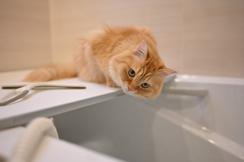 風呂蓋に乗る猫